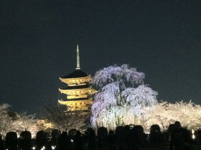 東寺夜桜ライトアップ・・・