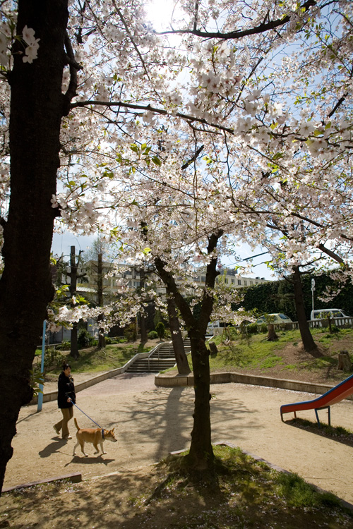 桜を撮ってみたが・・・・