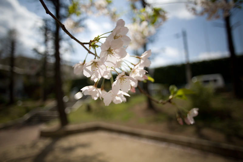桜を撮ってみたが・・・・