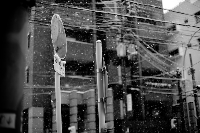 雪が降った