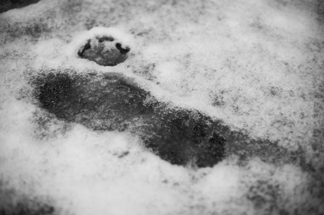 雪が降った