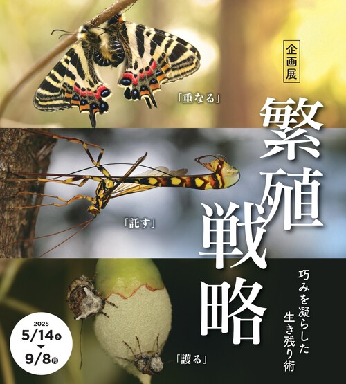 ~巧みを凝らした生き残り術~ 新企画展「繁殖戦略」 (会期:2025年5月14日~9月8日) ~巧みを凝らした生き残り術~ 新企画展「繁殖戦略」 (会期:2025年5月14日~9月8日)