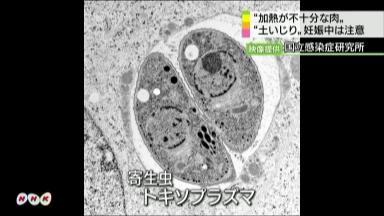 妊娠中の方はレアステーキとガーデニングに注意を!