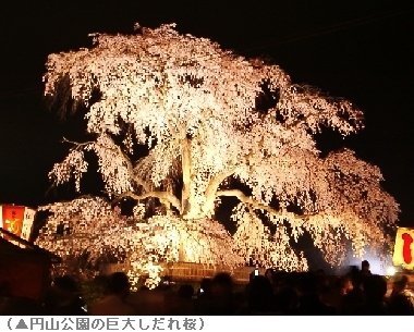 桜ウィーク　京の夜桜といえば、やはりここでしょう。