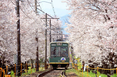 嵐電の車窓から眺める京の桜 今週が見ごろ!