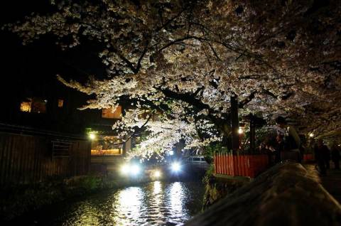 桜ウィーク　京の夜桜といえば、やはりここでしょう。
