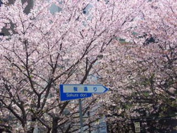 桜