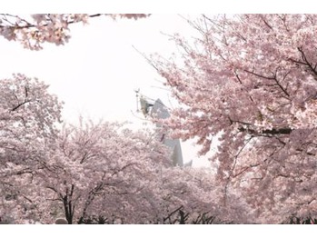 花見