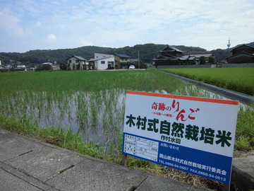 木村式自然栽培米 作付水田