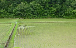 田植えが進んでいた