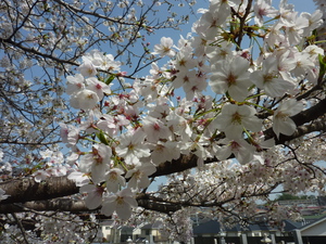 安岡寺（あんこうじ）の桜