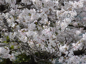 高槻の桜