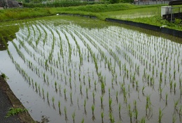 田植えが終わっている。