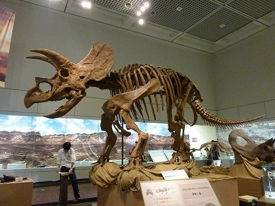 恐竜特別展『トリケラトプス』