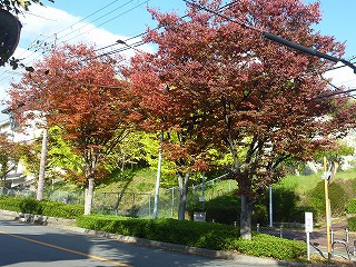 公民館近くの紅葉