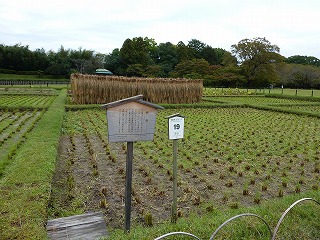 岡山後楽園