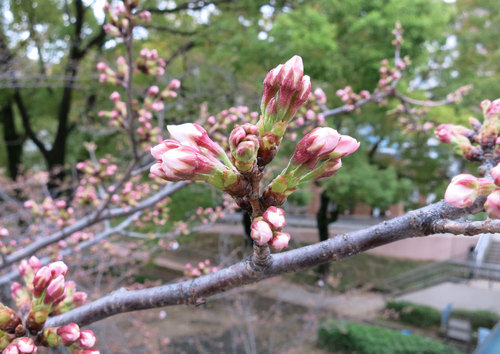 桜、咲きはじめてます
