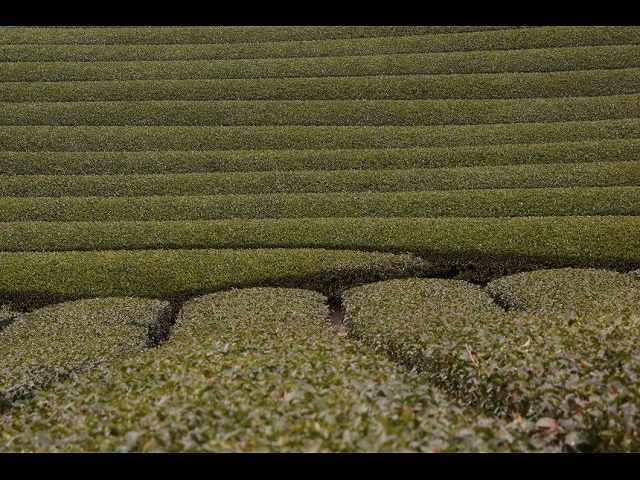 南山城村の茶畑　