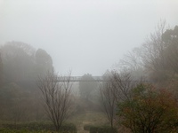 霧に覆われた森の宝島