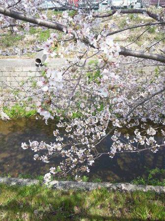 千里丘・市場池公園の桜
