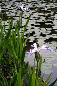 初夏、緑色と青紫の京都と折鶴。