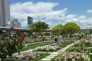 中之島公園・バラ園