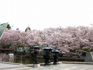 茨木市・辯天さんの桜