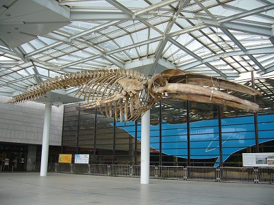 ナガスクジラの標本