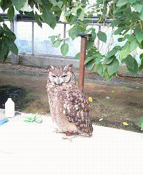 花鳥園。