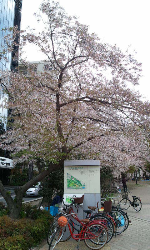 今週お休みは寒く、江坂公園の桜も葉桜に（6日）