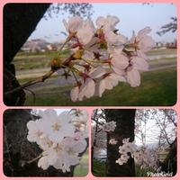 桜と鯉のぼりと伊吹山がいっぺんに(*^^*)