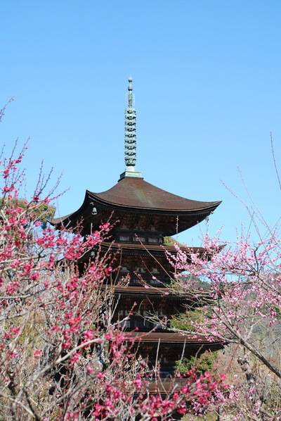 防府・山口 〜寺社と季節の花を訪ねる、癒やしのドライブ〜