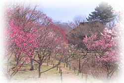 服部緑地公園の桜