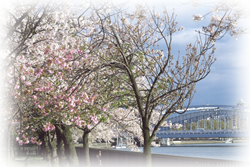 毛馬桜之宮公園の桜