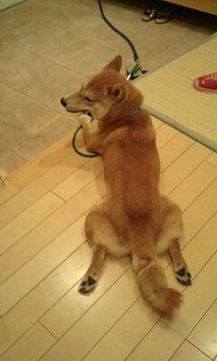 柴犬小太郎♂の気ままブログ