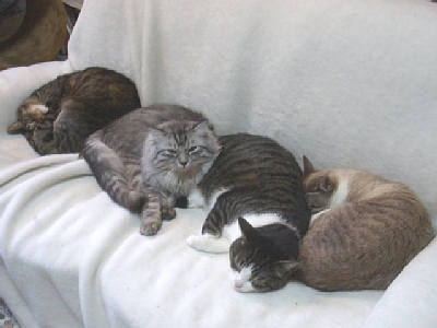 しがさく・ねこぐらし