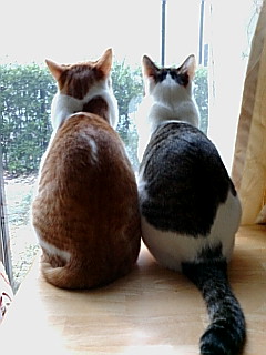 気まま猫ママ日記