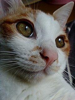 気まま猫ママ日記