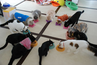【「猫カフェ」はじめました☆】