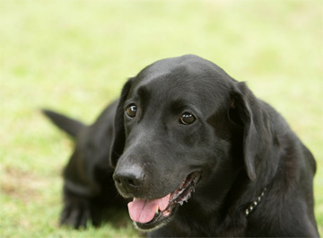 犬ビル日記
