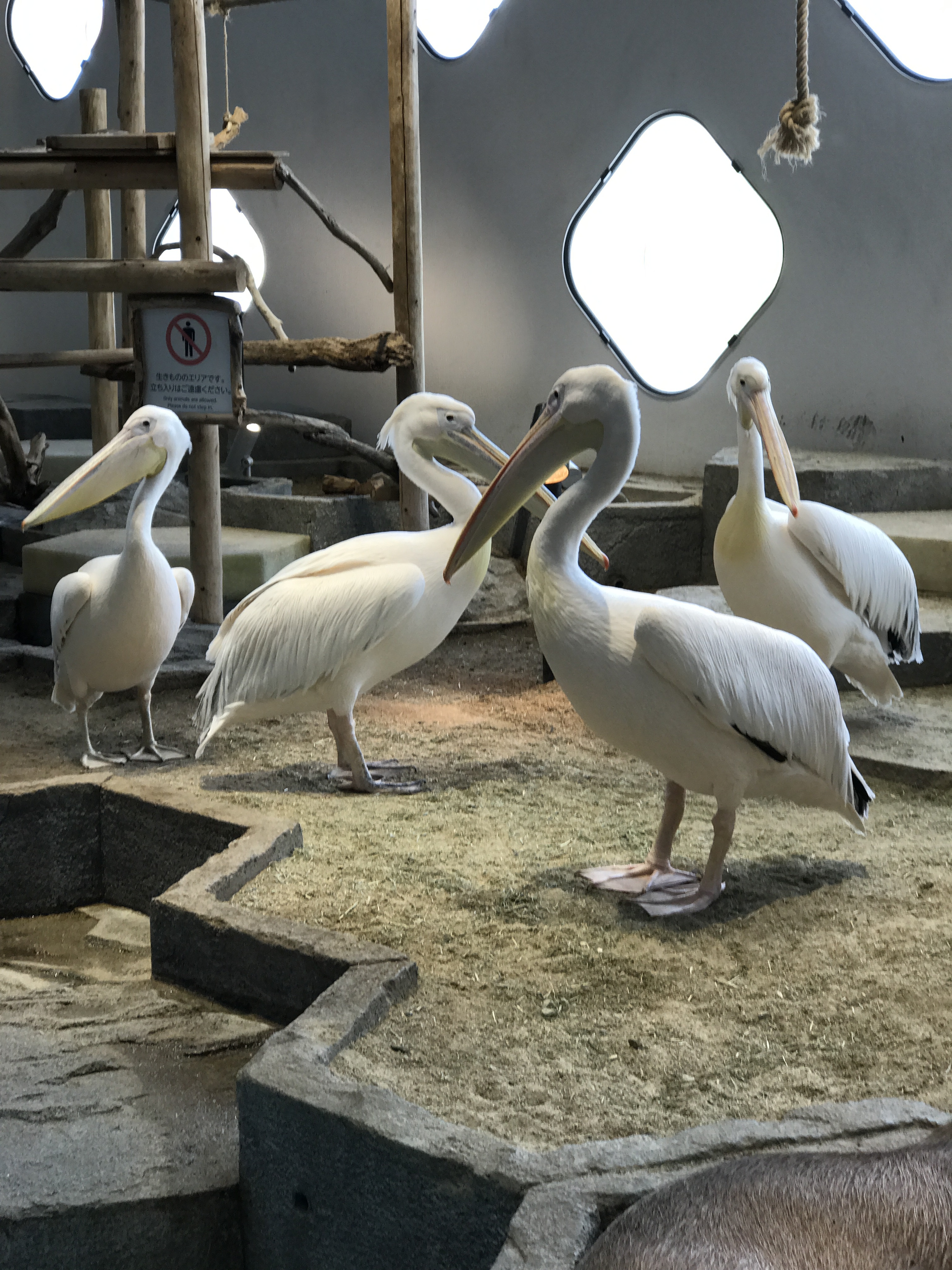 ららぽーと　エキスポシティ　二フレル　水族館　動物園　変身写真サテライトドア　スタジオ　体験