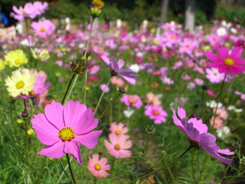 11月遠足(長居公園内植物園) 11月遠足(長居公園内植物園)