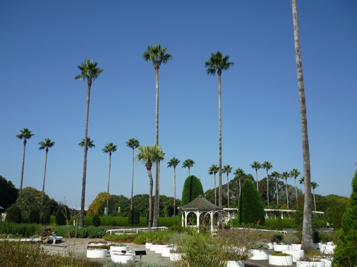11月遠足(長居公園内植物園) 11月遠足(長居公園内植物園)