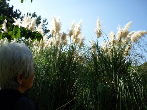 11月遠足(長居公園内植物園) 11月遠足(長居公園内植物園)