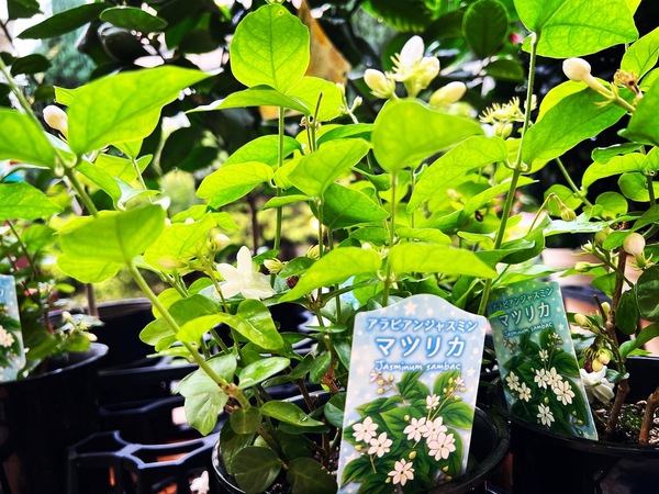 夏の香りの女王:花や植物のある こころ豊かな暮らしのご提案 草楽園