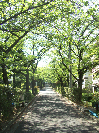 新緑の桜坂