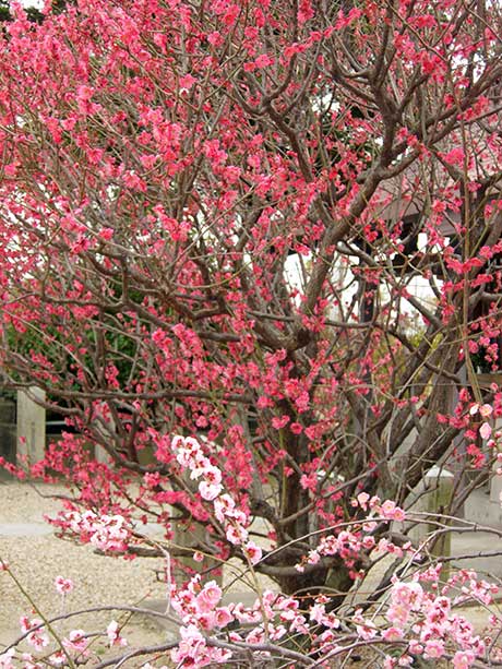 千里山神社の梅