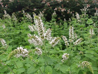 よい香りの野辺の草花