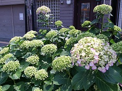 花ざかり1