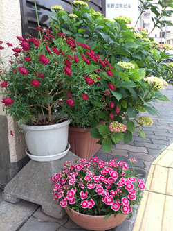 花ざかり1